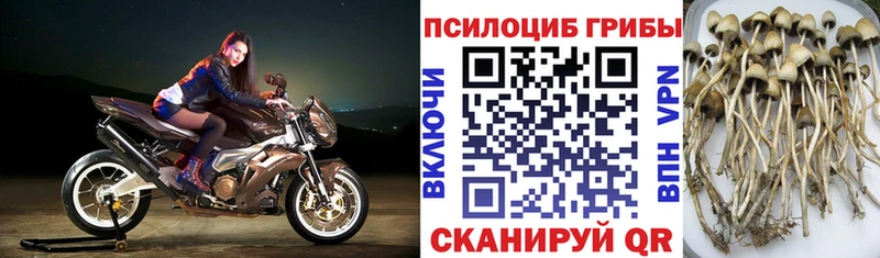 что такое   Дальнегорск  Галлюциногенные грибы Psilocybe 